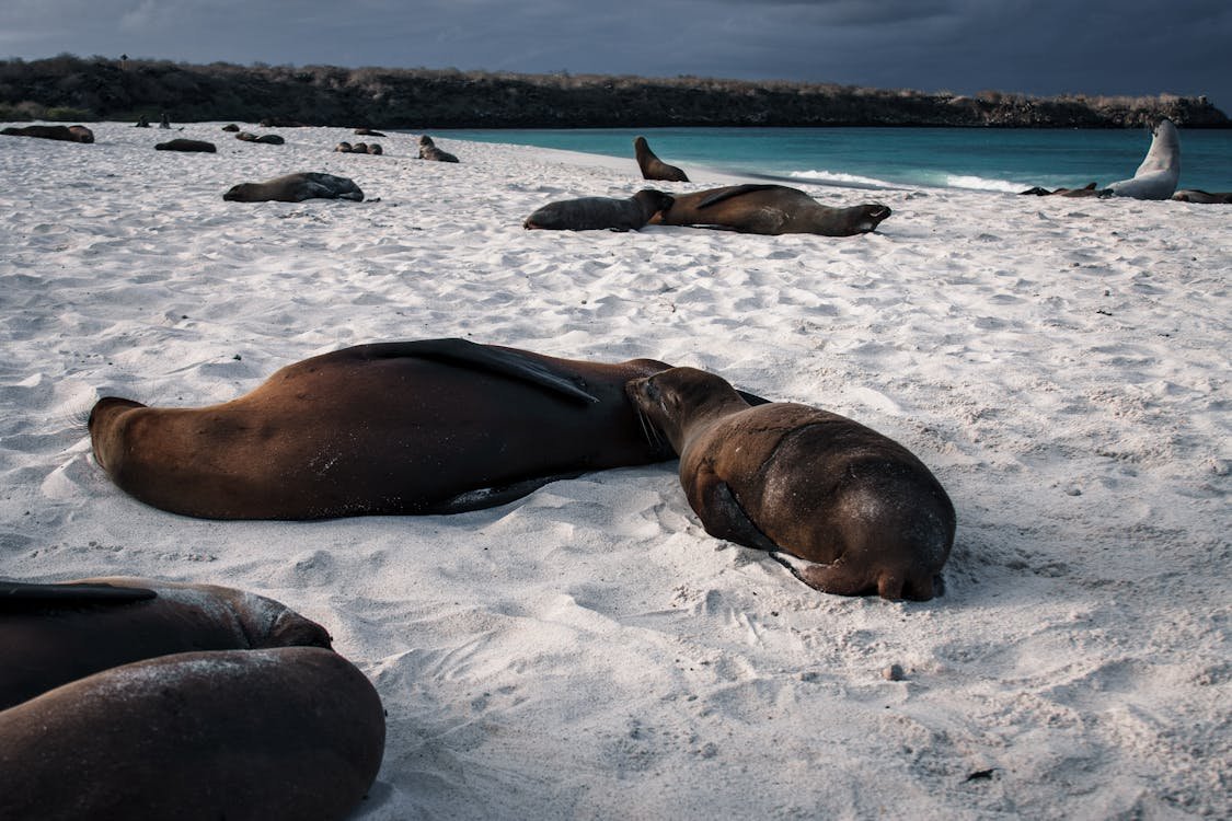 Galápagos Islands, Ecuador