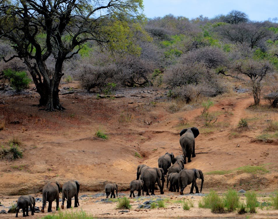 South Africa: A Safari Adventure and More